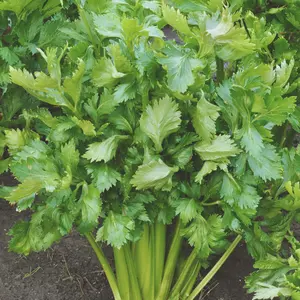 Heirloom Tenderscrisp Celery Seeds - Organic and Regenerative Gardening Seeds