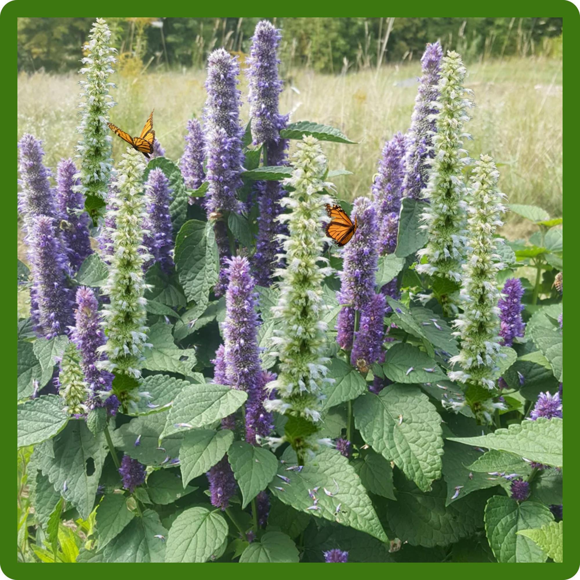 Outsidepride Blue Hyssop Seeds for Planting - 1000 Pcs Perennial Herb Garden Seeds with Fragrant Blooms Attractive to Pollinators, for Small Gardens, Containers, & Xeriscaping