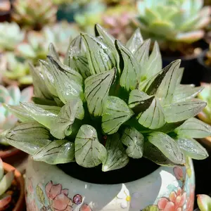 Haworthia Magnifica v.atrofusca  Vibrant Green Live Succulent – Real Plant, Easy Care & Perfect for Home or Office Decor