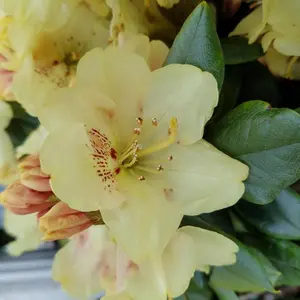 Gold Prinz Rhododendron