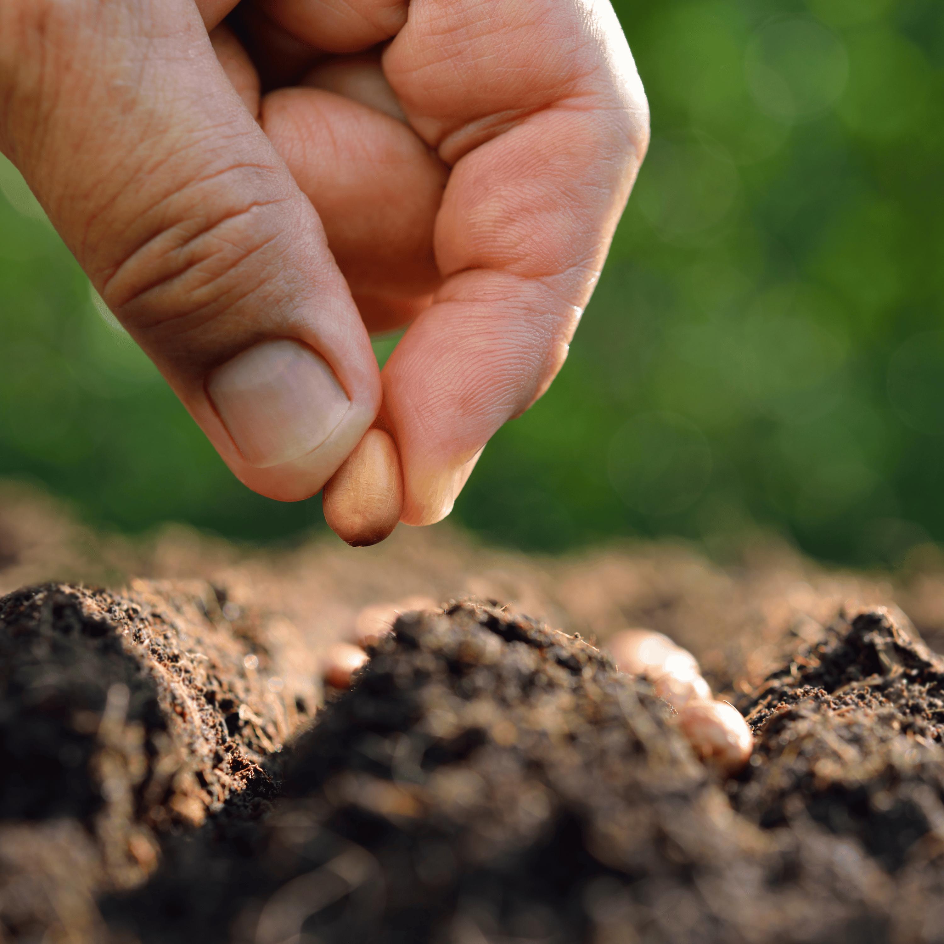 Yard Long Bean Seeds for Planting - 50 Seeds - Asparagus Bean | Snake Bean | Chinese Long Bean | Red Ripper Cowpeas