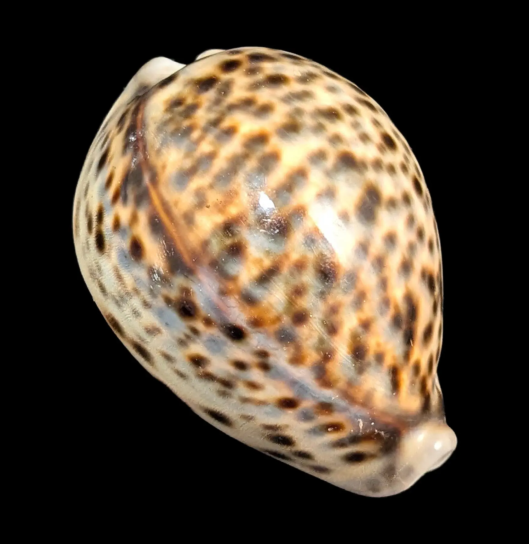 Tiger Cowrie Shell