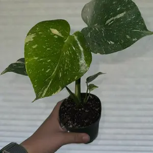Thai constellation monstera 4” with good variegation.