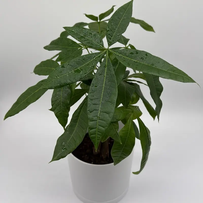 Xl Money Tree 6" Pot Pet Friendly  Houseplant Live Tropical Plant for Indoor Decor Easy Care Good Luck Symbol