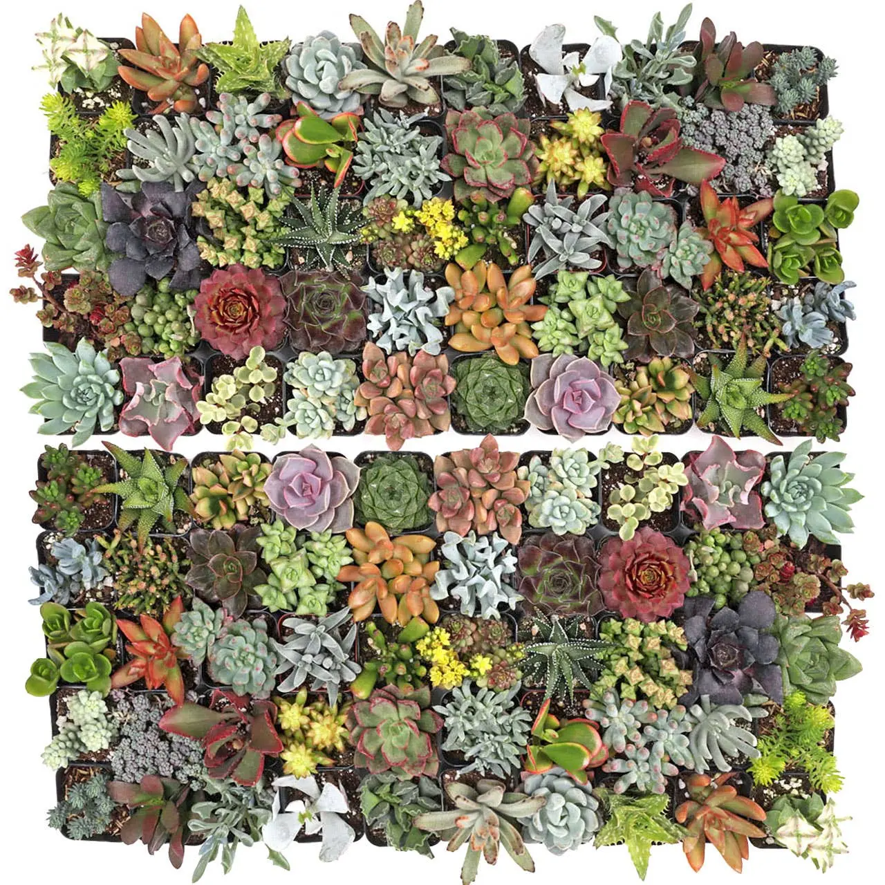 Ultimate Variety Succulents 100-Pack (50 Varieties, 2" Pots)