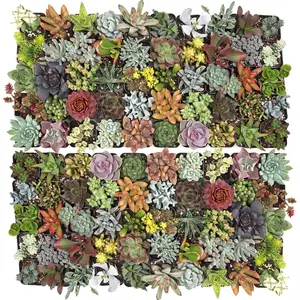 Ultimate Variety Succulents 100-Pack (50 Varieties, 2" Pots)