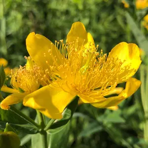 Great St. John's Wort Seeds - Native Perennial Wildflower Seeds