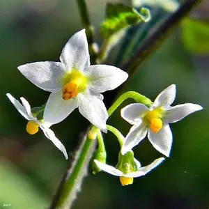 Black Nightshade Solanum BlackBerry Nightshade 200 Seeds Summer Annual Plant Edible Rare Shrub Native Wildflower Grows in Garden and Pots