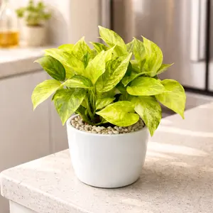Pothos 'Neon Queen'