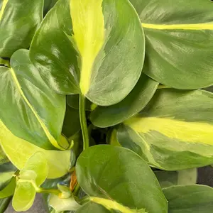 Philodendron Brasil