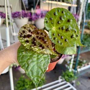 Begonia ferox - 4" pot
