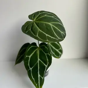 Live Anthurium Crystal Plant in 4 inch Pot