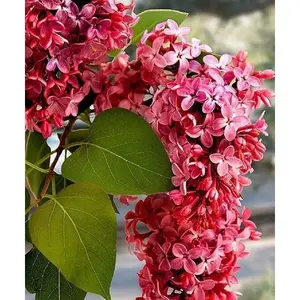 Green River 25 Crimson Lilac Seeds - Flower Seed Pack, Fragrant Perennial Shrubs, Rare Lilac Seeds for Spring Gardens, Outdoor Planting Beauty for Cottage Landscapes