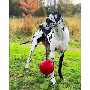 Jolly Ball Durable Floating Dog Ball –Tug, Chase, Swim & Play!