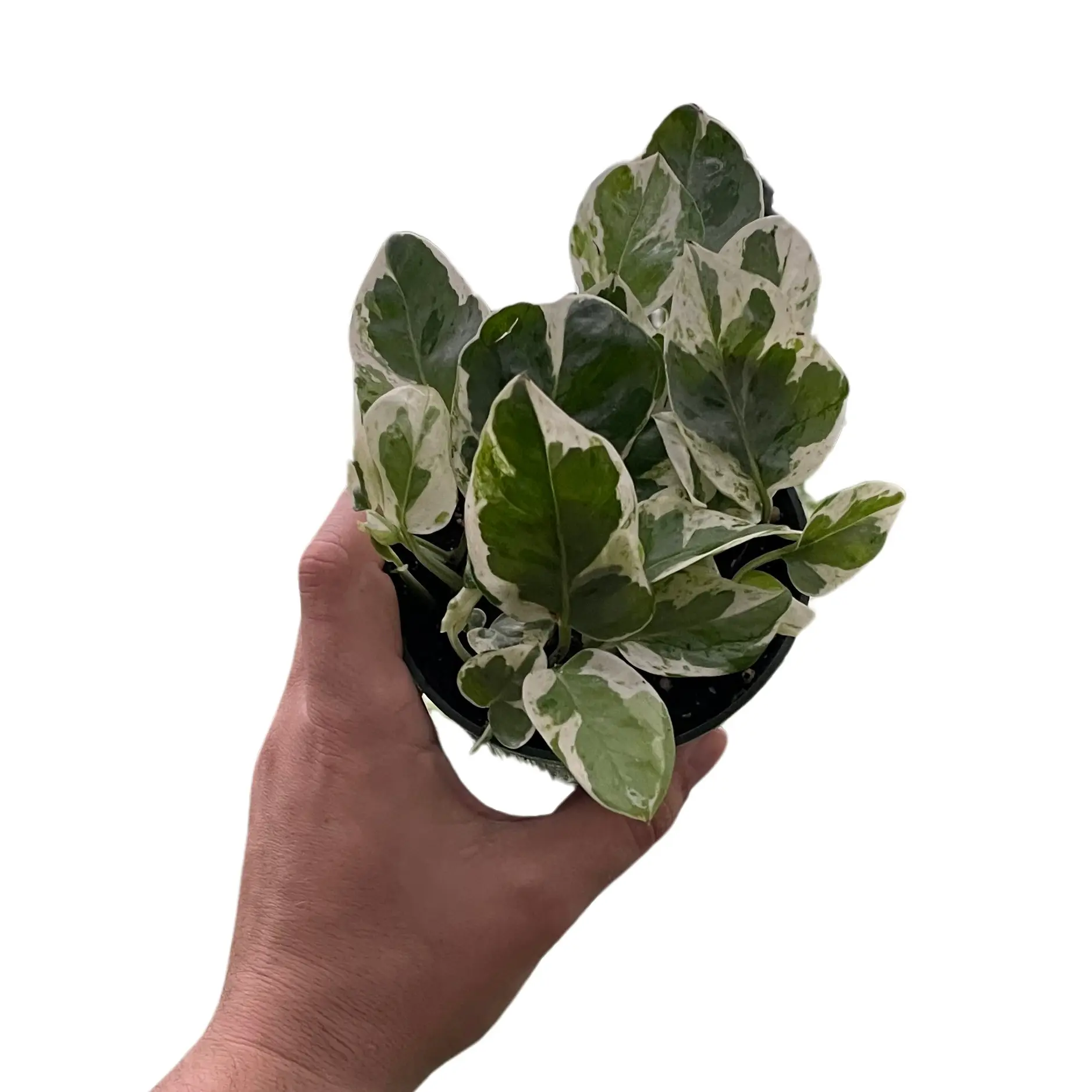 LJ Plant Nursery - Pearl and Jade Pothos - High Variegation 4'' Pot