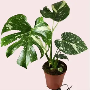 Thai Constellation Rare Monstera Variegated Top Trendy Plant