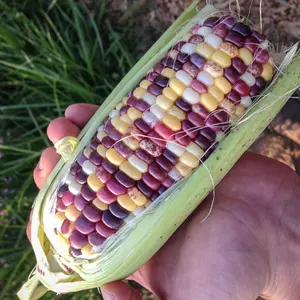 Festivity Sweet Corn
