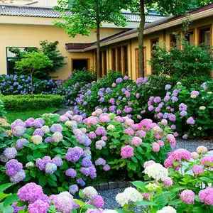 50 PCS Hydrangea Seeds - Stunning and Resilient Perennial Flowers for Your Garden