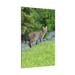 Urban Bobcat Florida Canvas Wall Art