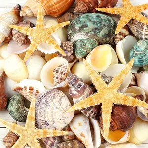 Mixed Seashells and Starfish Assortment for DIY Crafts, Natural Ocean Shells for Home Decor, Beach Theme Party, Fish Tank Filling, Wedding Decoration, Various Sizes Conch Shells