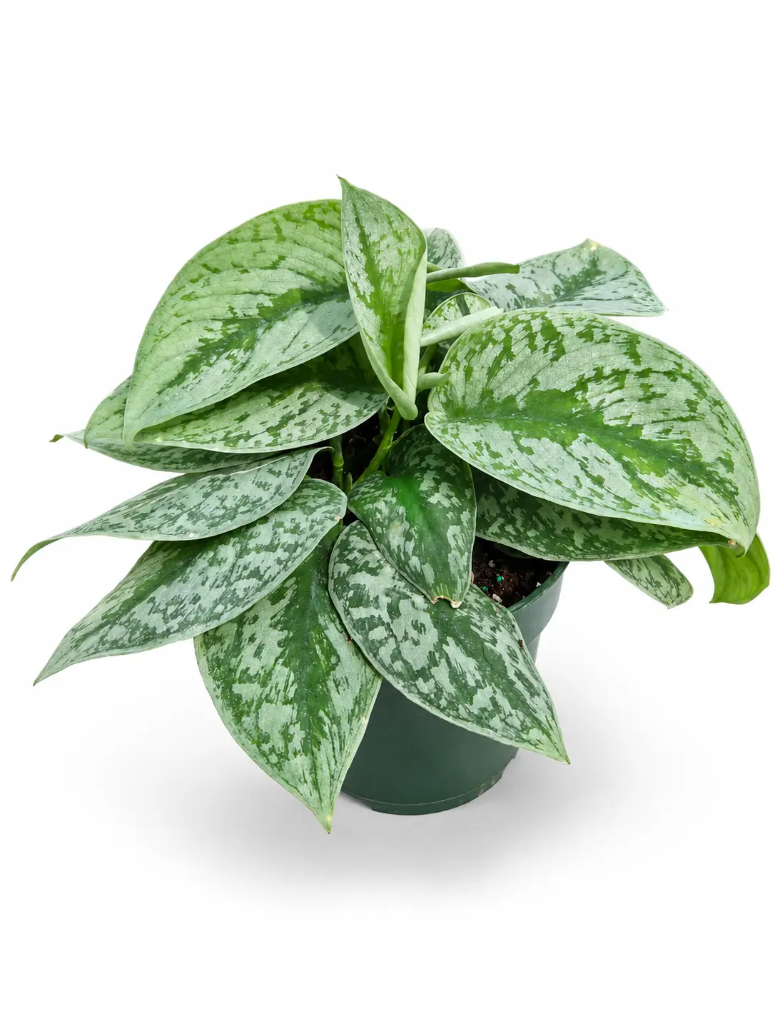 Pothos Scindapsus Pictus Exotica, Live Plant, Easy Care, Climbing or Trailing Habit, Silver Variegation, Tropical Houseplant