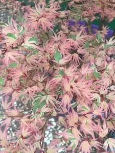Acer palmatum 'Butterfly' Variegated Japanese Maple
