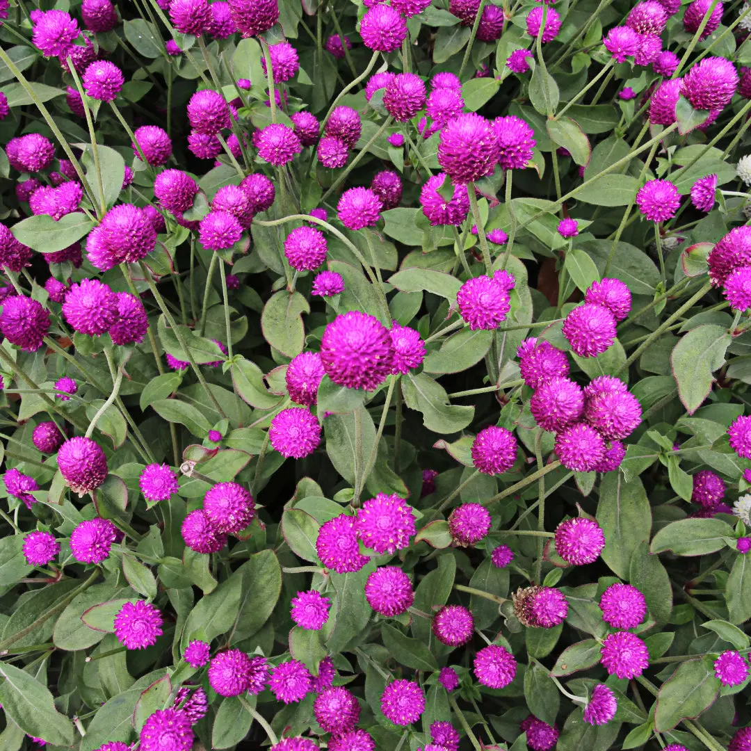 Gomhprena QIS purple seeds