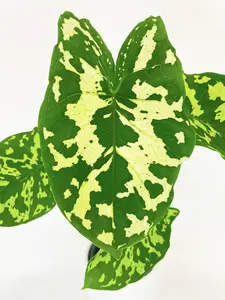 Bumble Plants Caladium Hilo Beauty - Real Indoor Plants for Living Room, Office, Desk & Bathroom Decor with Unique Leaf Patterns - Decorative