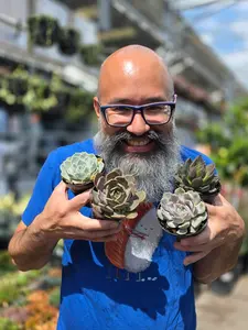 Rosette Succulent Variety Pack