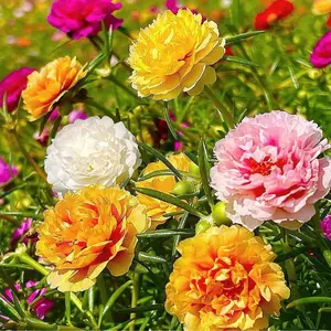 1000pcs Portulaca Seeds Self Seeding Flower Seeds for Container Garden Planting Continuous Summer Blooms for Hanging Baskets Edging Borders