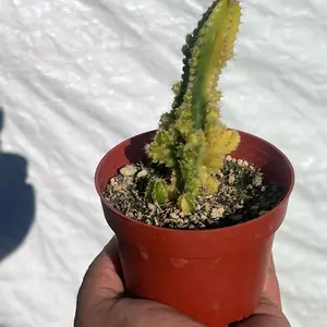 Variegated Fairy Castle Cactus | Rare Acanthocereus Tetragonus | 4” Pot | Easy Care Plant