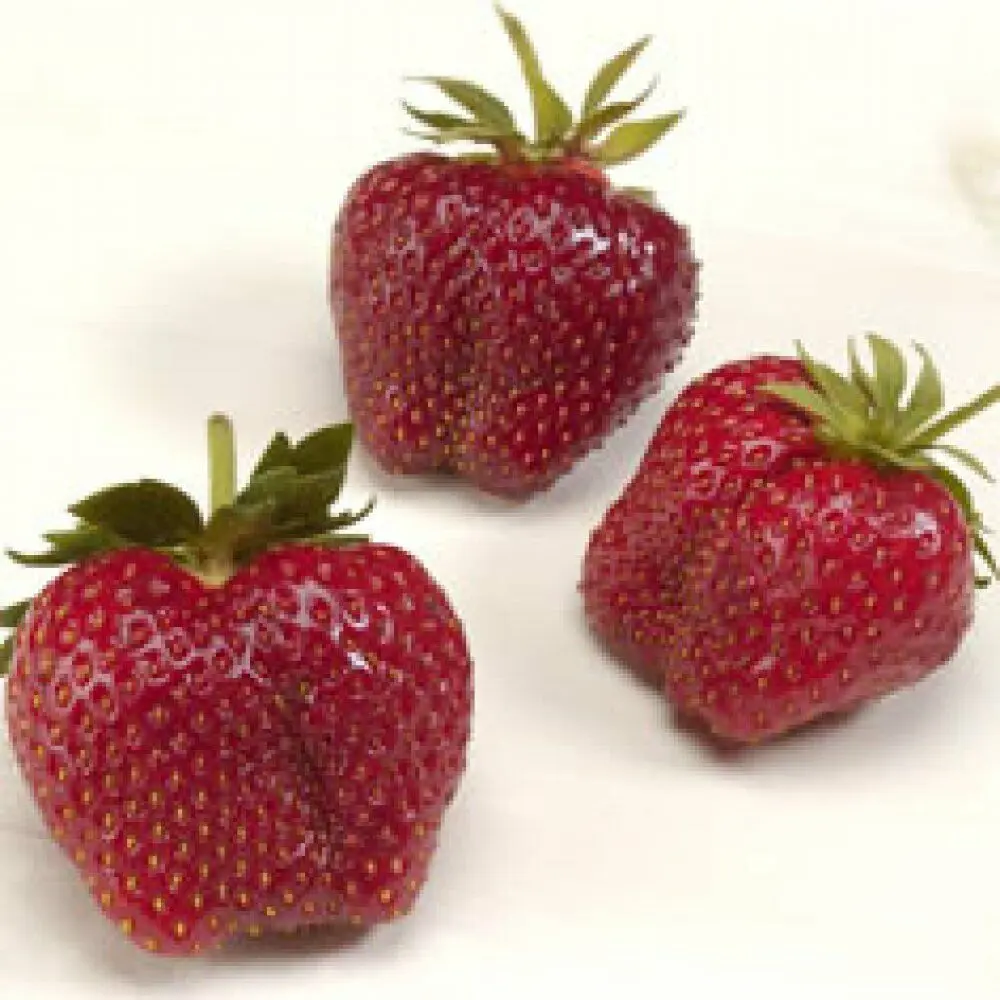 Fragaria x Ananassa 'Seascape' Strawberry Plants, Bareroot, All-Seasons, Disease-Resistant, Easy-Growing Live Garden Plants for Home Improvement (Comes with Bag)