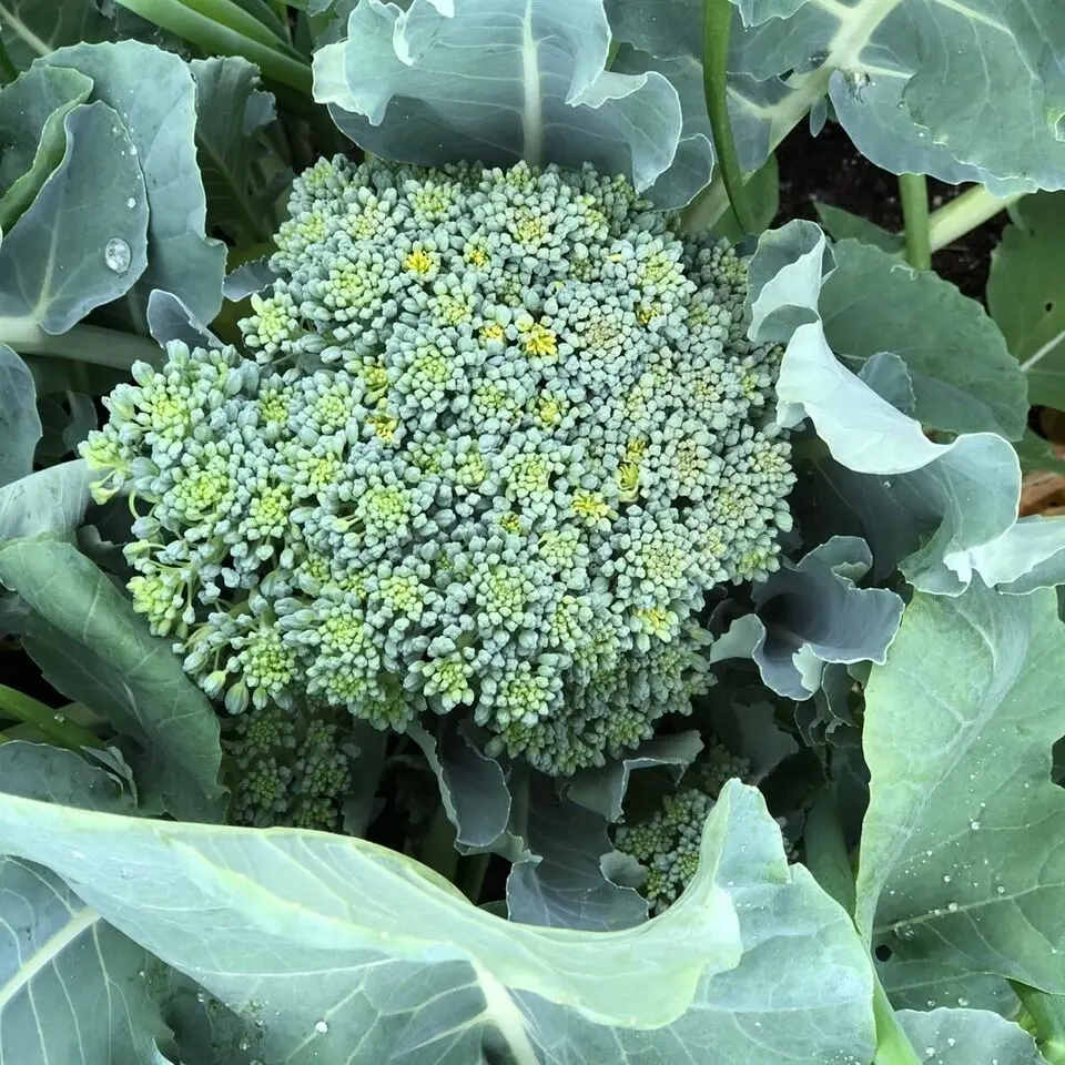 BROCCOLI Green Sprouting CALABRESE Pure Seed 500 Seeds