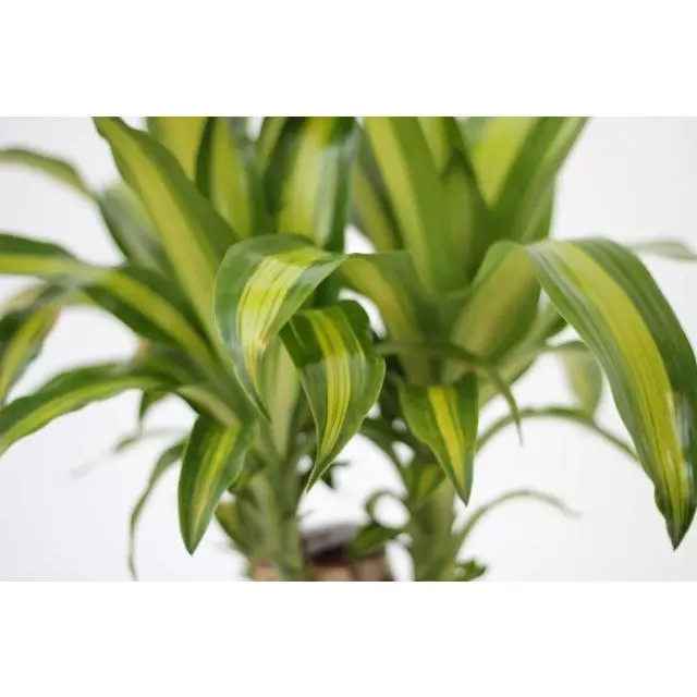 hawaiian plants indoor Hawaiian Palm Plant For Sale  Logee's Plants