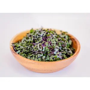 Cabbage Microgreens