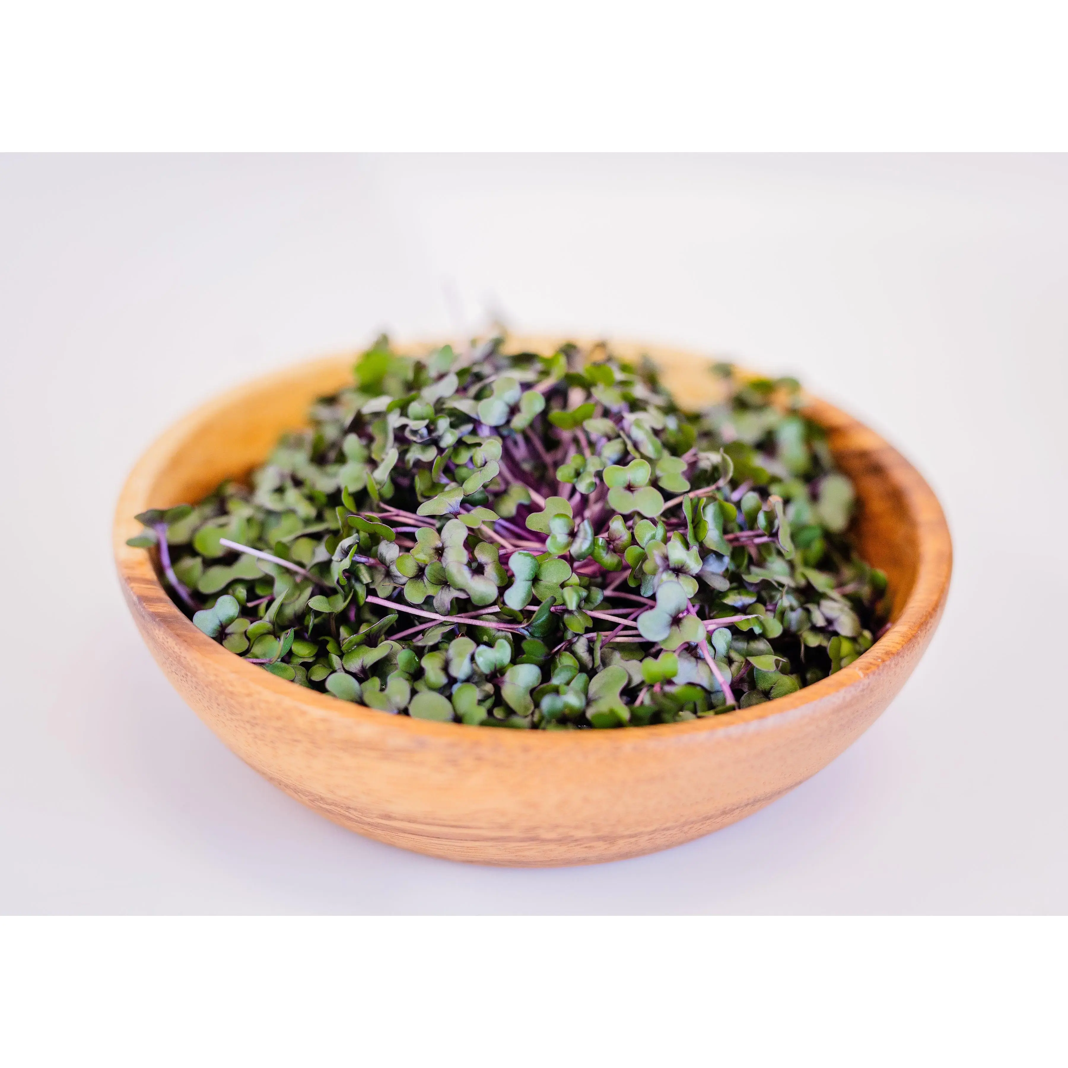 Cabbage Microgreens Cabbage Microgreens