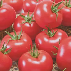 300 Tomato Seeds Pack for Home Garden Planting – Suitable for Backyard Beds, Raised Garden Plots & Outdoor Growing Projects – Vegetable Seed Collection – Seeds Only, Not Live Plants