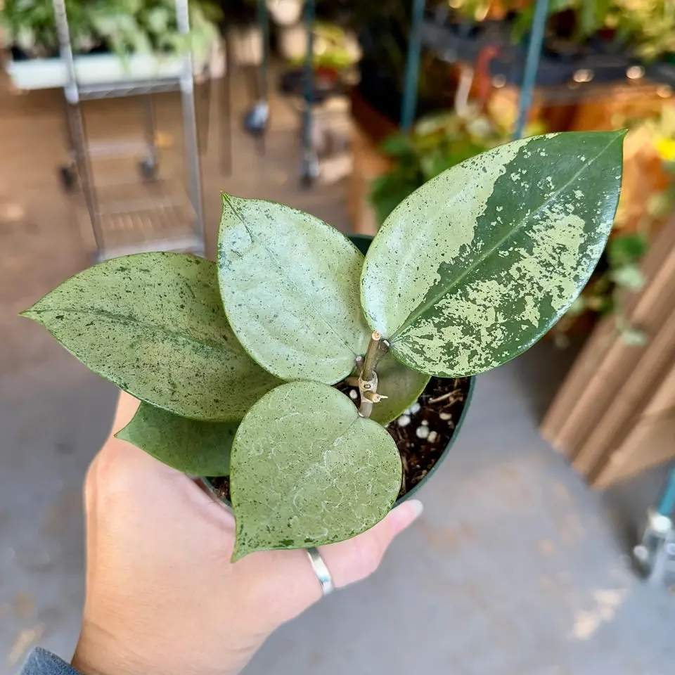Hoya silver heart - 4” pot