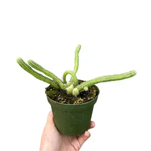 4" Rat Tail Cactus – Live Indoor Plant