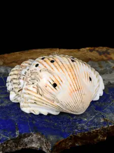 Shell Frog Navajo Carving