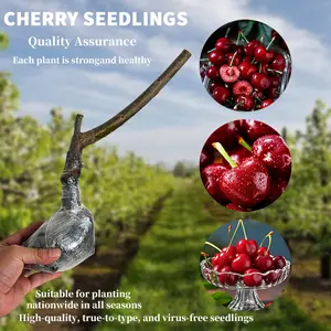 Black Cherry Fruit Bearing Ornamental Live Plant Seedling - Prunus serotina, Native Edible Shade Option for Home and Garden Planting