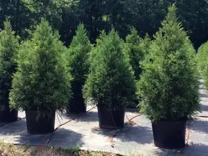 Cryptomeria Yoshino Japanese Cedar Qt. Pot - Fast Growing Evergreen Tree for Home Gardens and Landscapes