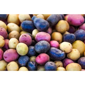 Potato Seeds Mixed - Vegetables Seeds Online  - 100 Seeds