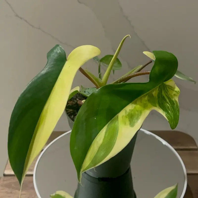 philodendron golden goddess - TikTok Shop