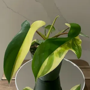 Philodendron Florida beauty