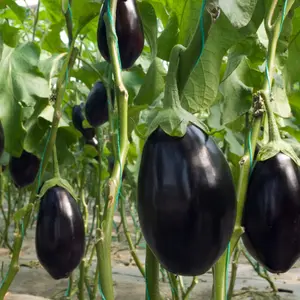 Black Beauty Eggplant (Solanum melongena 'Black Beauty') Organic Seeds – Classic Heirloom, Large Deep Purple Fruits for Grilling and Baking