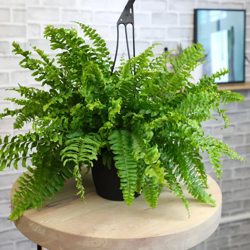 lemon button fern plant care - TikTok Shop