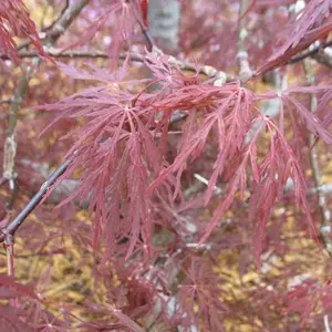 Red Dragon Weeping Japanese Maple