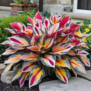 800Pcs Hosta Garden Seeds – Perfect Foliage Plants for Shady Corners & Home Gardens