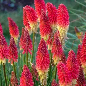 Green River 25 Rocket Red Torch Lily Hot Poker Flower Seeds - Perennial Kniphofia Blend for Outdoor Planting, Long-Lasting Blooms, USDA Zones 5-9, Deer-Resistant, Pollinator Haven